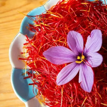 une assiette en céramique bleue et blanche sur laquelle sont posées des pistils de safran et une fleur de Crocus Sativus